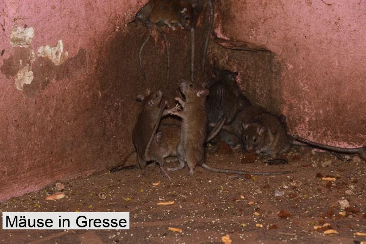 Mäuse in Gresse